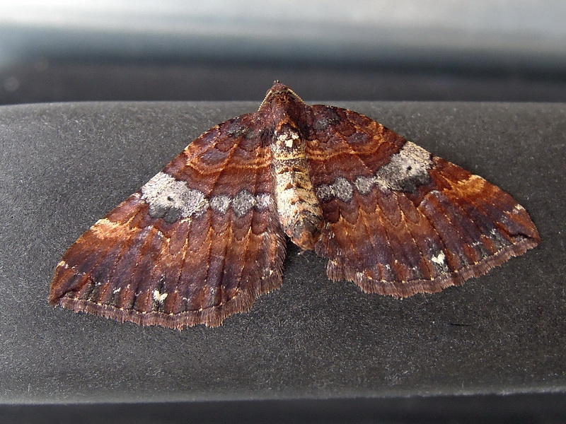 Earophila badiata (Geometridae)